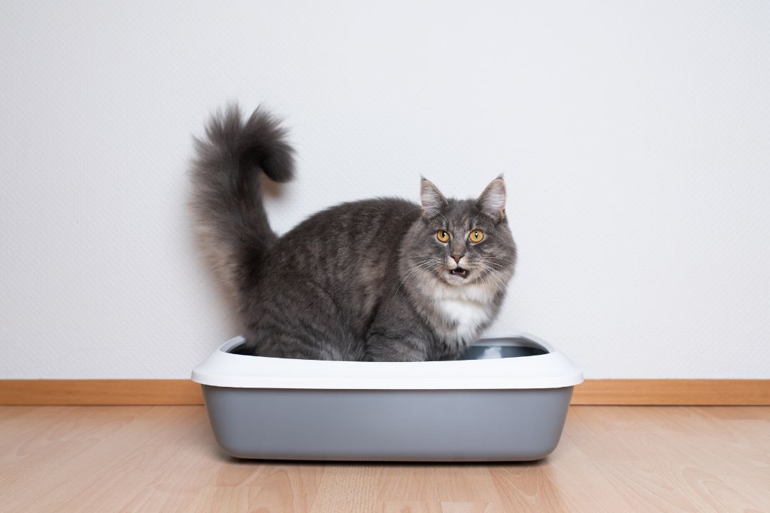 How to Dispose Cat Litter An EcoFriendly Pet Waste Management Guide Pettable ESA Experts